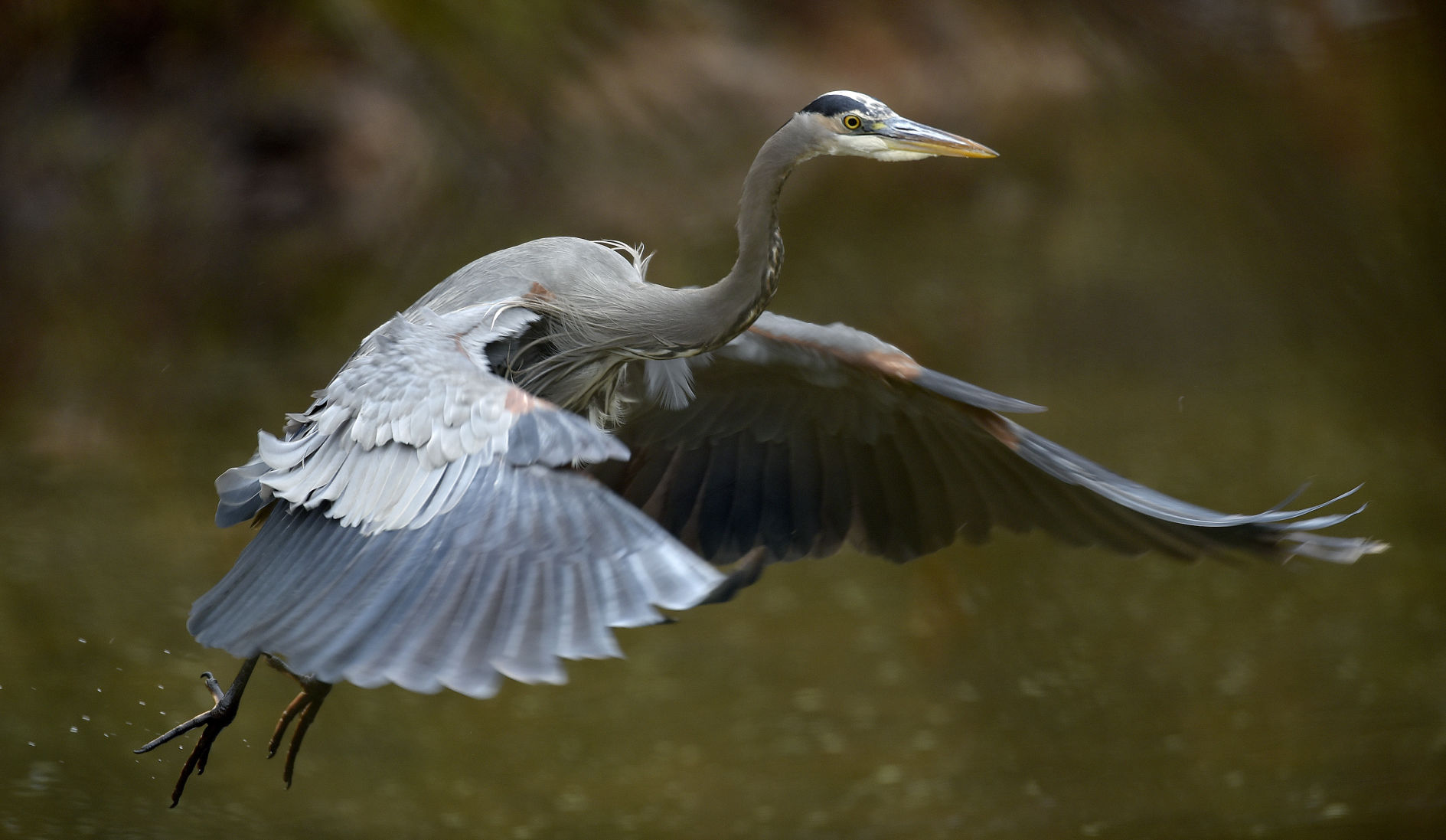 Great Blue Heron